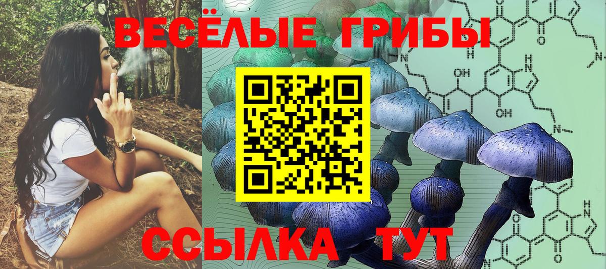 Псилоцибиновые грибы Psilocybine cubensis Новотроицк